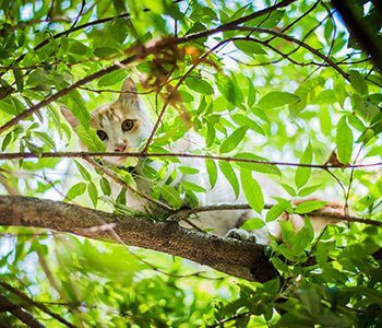 Chat dans l'arbre